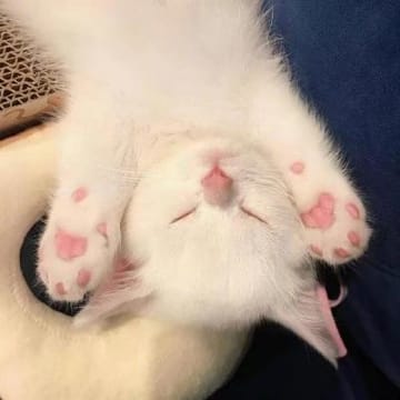 Ảnh đại diện người dùng Hoàng Anh